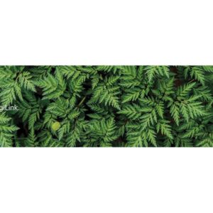 Logilink | Keyboard Wrist Pad, medium | ID0169 | Wrist rest | N/A | N/A | Green