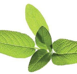 Click & Grow | Seeds for Smart Pots Refill Sage, 3pcs | SGR7X3