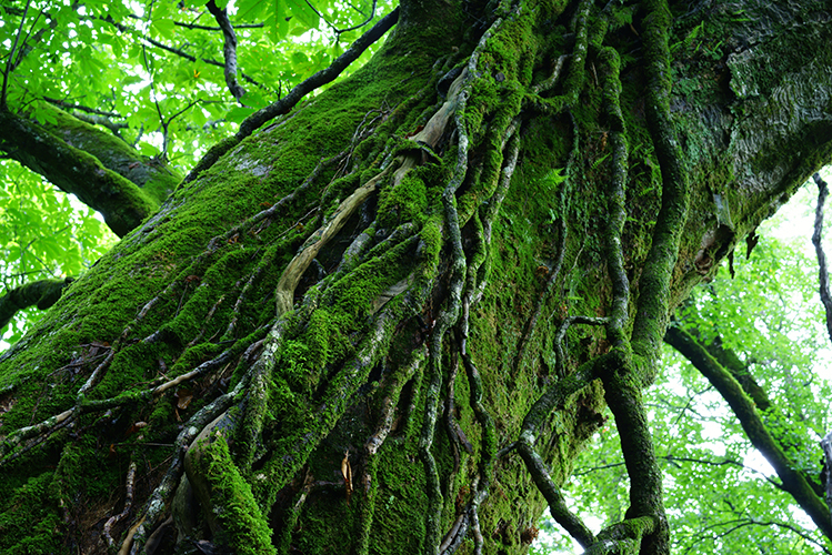 Sony | SEL-55F18Z E 55mm F1.8 portrait lens Zeiss | Sony - Image 6